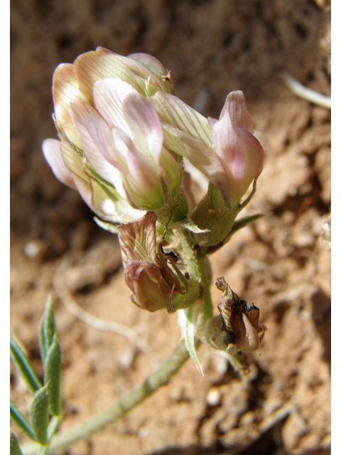 Astragalus humistratus var. humistratus (Groundcover milkvetch) #82887