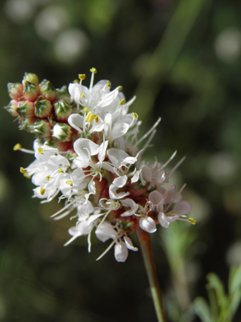 Dalea candida (White prairie clover) #82896