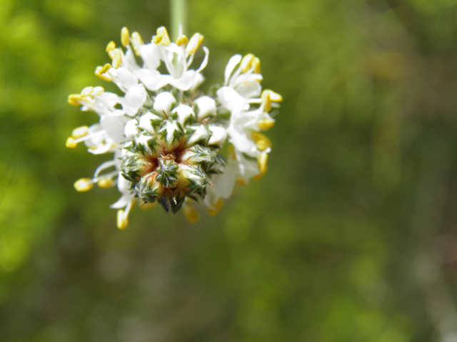 Dalea candida (White prairie clover) #82900