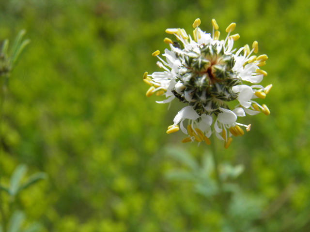Dalea candida (White prairie clover) #82901