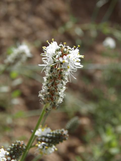 Dalea candida (White prairie clover) #82902