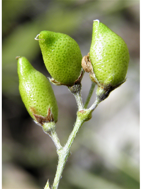 Psoralidium tenuiflorum (Slimflower scurfpea) #82915