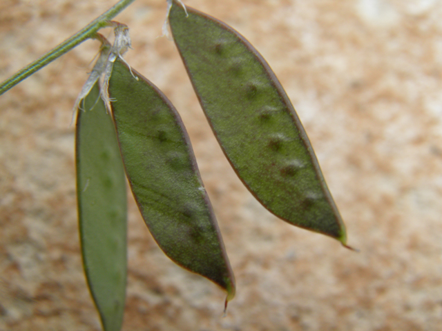 Vicia ludoviciana ssp. ludoviciana (Deer pea vetch) #82923
