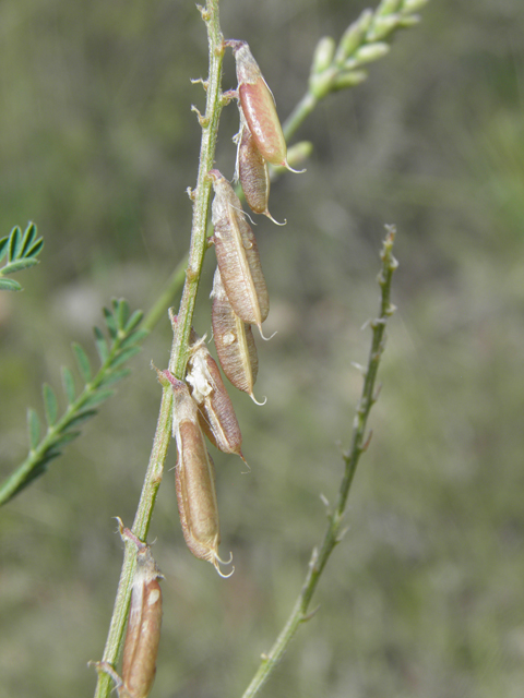 Vicia ludoviciana ssp. ludoviciana (Deer pea vetch) #82931
