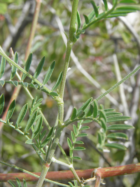 Vicia ludoviciana ssp. ludoviciana (Deer pea vetch) #82933