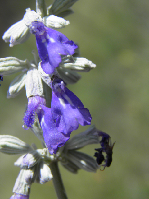 Salvia farinacea (Mealy blue sage) #82943