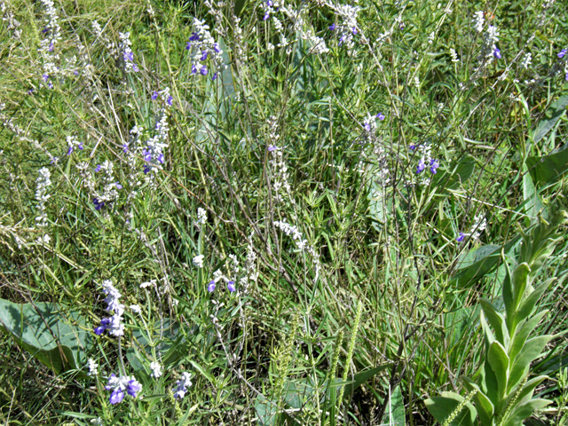 Salvia farinacea (Mealy blue sage) #82945