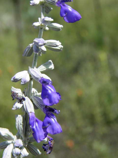 Salvia farinacea (Mealy blue sage) #82948