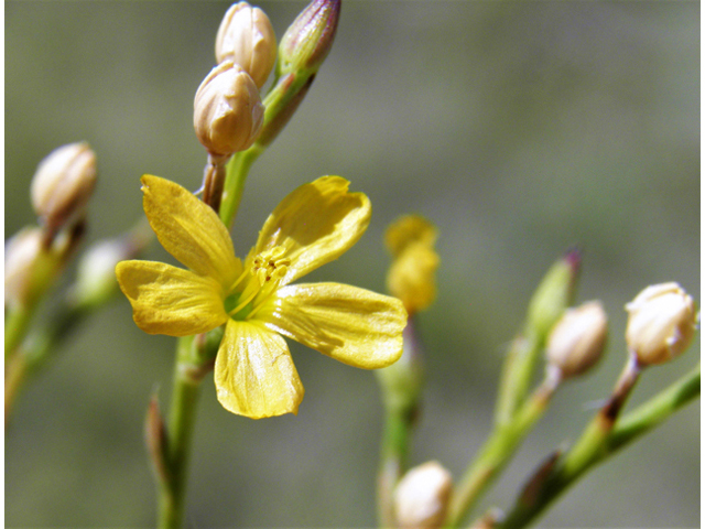 Linum neomexicanum (New mexico yellow flax) #82951