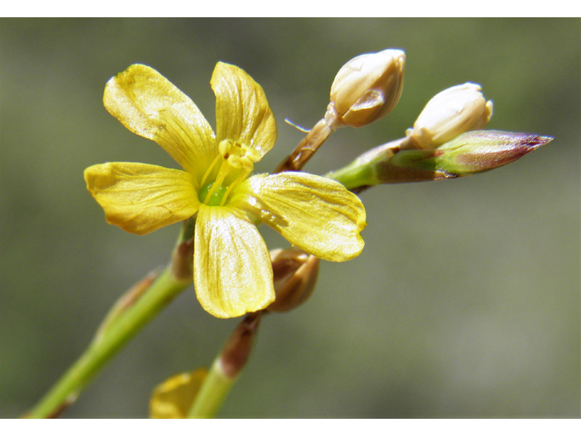 Linum neomexicanum (New mexico yellow flax) #82952