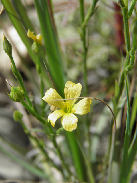 Linum neomexicanum (New mexico yellow flax) #82953