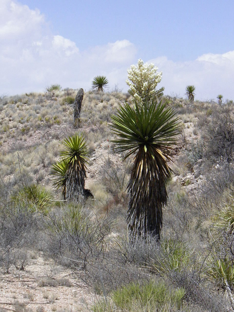Yucca faxoniana (Faxon yucca) #82997