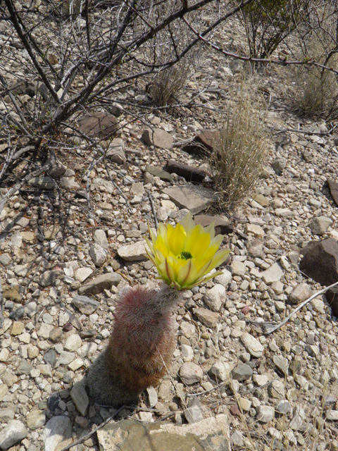 Echinocereus dasyacanthus (Texas rainbow cactus) #83035