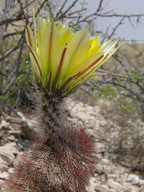 Echinocereus dasyacanthus (Texas rainbow cactus) #83037