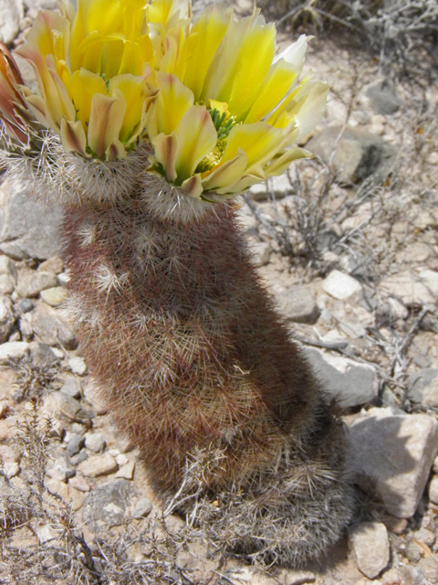 Echinocereus dasyacanthus (Texas rainbow cactus) #83039