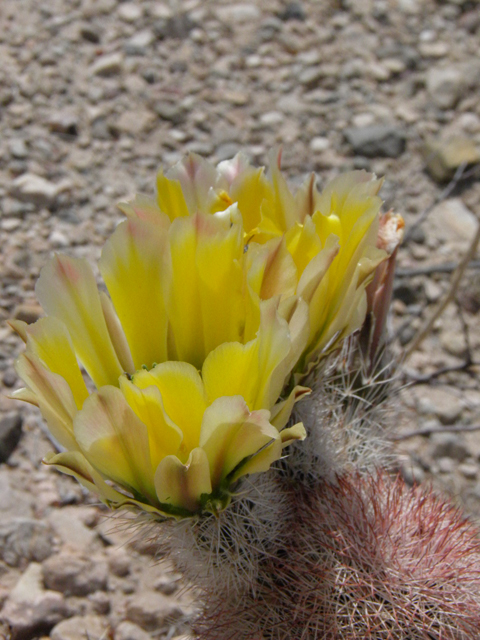 Echinocereus dasyacanthus (Texas rainbow cactus) #83040