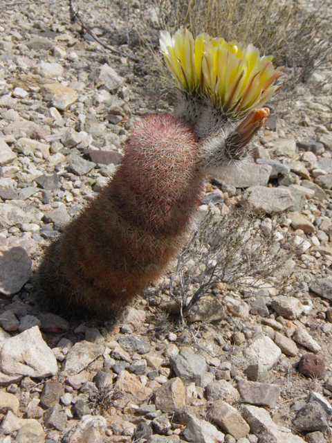Echinocereus dasyacanthus (Texas rainbow cactus) #83043
