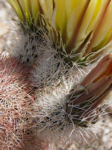 Echinocereus dasyacanthus (Texas rainbow cactus) #83044