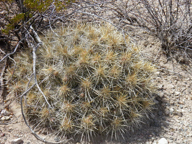 Echinocereus stramineus (Strawberry hedgehog cactus) #83046