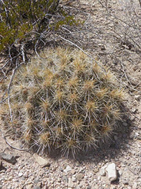 Echinocereus stramineus (Strawberry hedgehog cactus) #83047