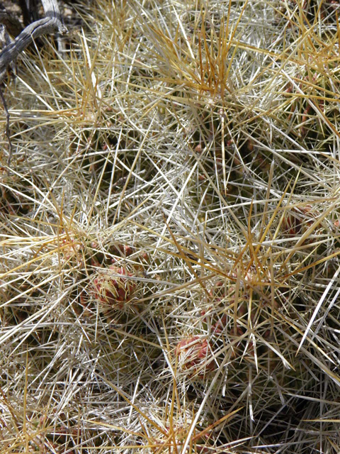 Echinocereus stramineus (Strawberry hedgehog cactus) #83048
