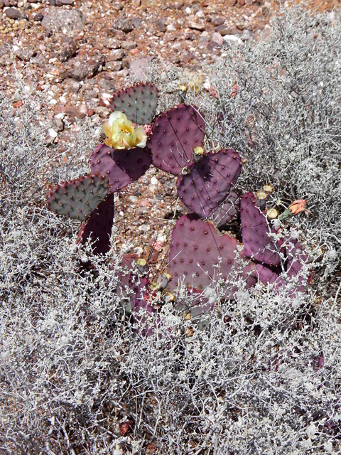 Opuntia macrocentra (Purple pricklypear) #83054