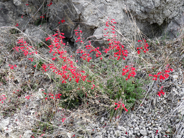 Salvia henryi (Crimson sage) #83123