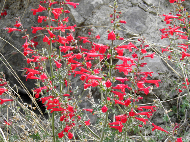 Salvia henryi (Crimson sage) #83124