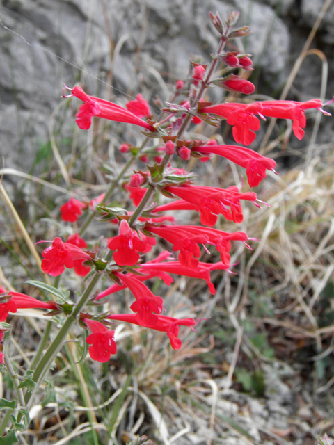 Salvia henryi (Crimson sage) #83127