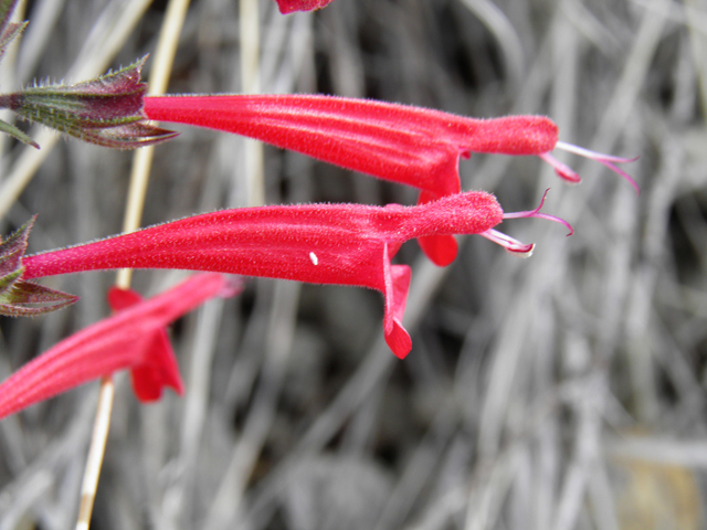 Salvia henryi (Crimson sage) #83128