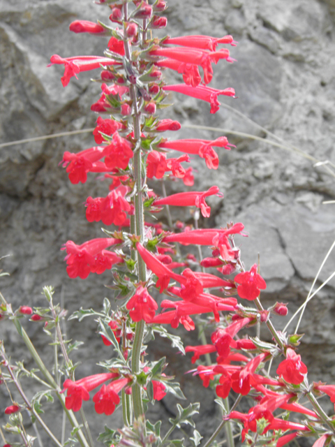 Salvia henryi (Crimson sage) #83129