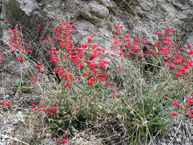 Salvia henryi (Crimson sage) #83130