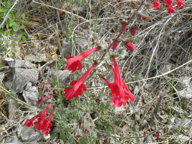 Salvia henryi (Crimson sage) #83131