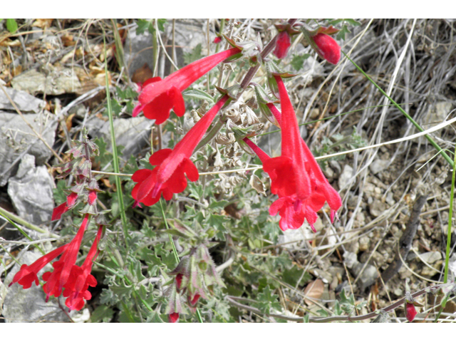 Salvia henryi (Crimson sage) #83132
