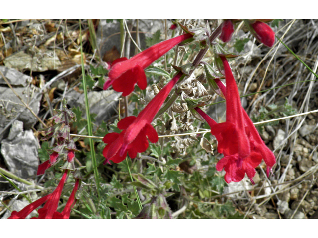 Salvia henryi (Crimson sage) #83133