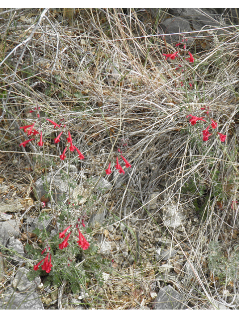 Salvia henryi (Crimson sage) #83134