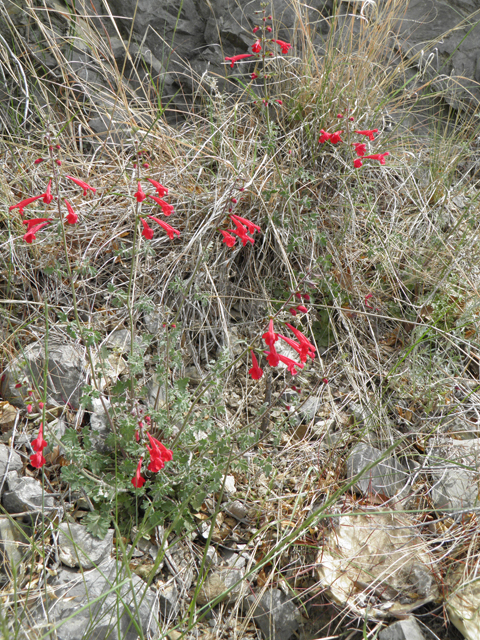 Salvia henryi (Crimson sage) #83135