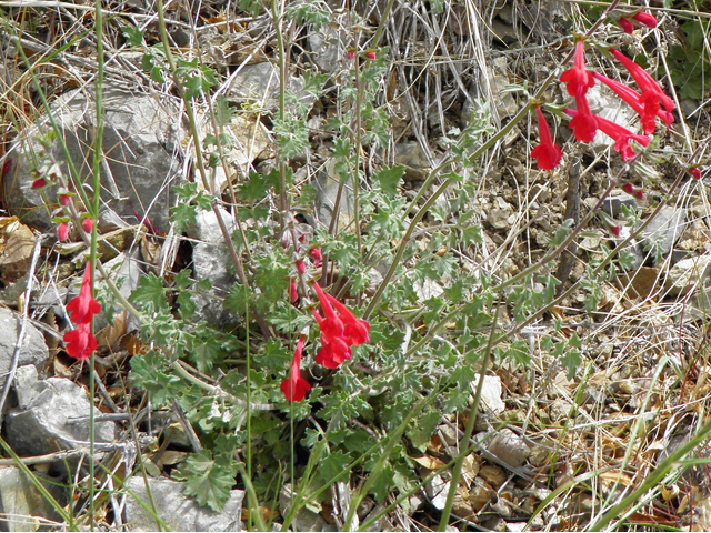 Salvia henryi (Crimson sage) #83136