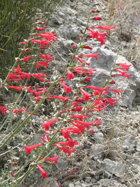Salvia henryi (Crimson sage) #83138