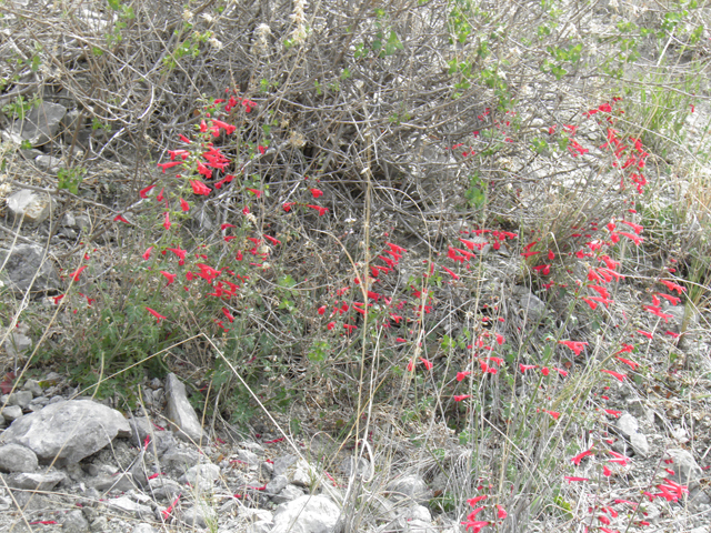 Salvia henryi (Crimson sage) #83139