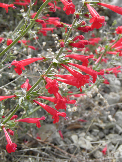 Salvia henryi (Crimson sage) #83141
