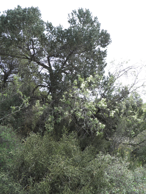 Pinus edulis (Colorado pinyon pine) #83165