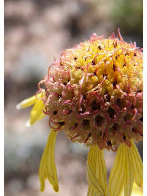 Gaillardia pinnatifida (Red dome blanketflower) #83167