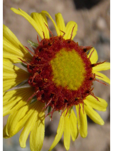 Gaillardia pinnatifida (Red dome blanketflower) #83169