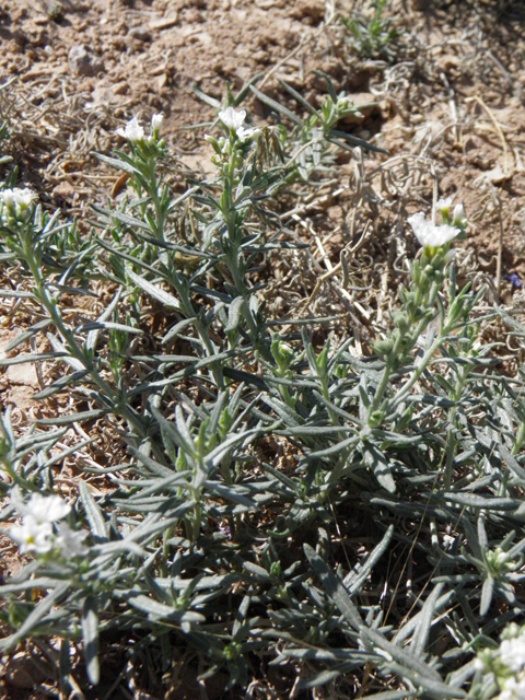 Heliotropium greggii (Fragrant heliotrope) #83172