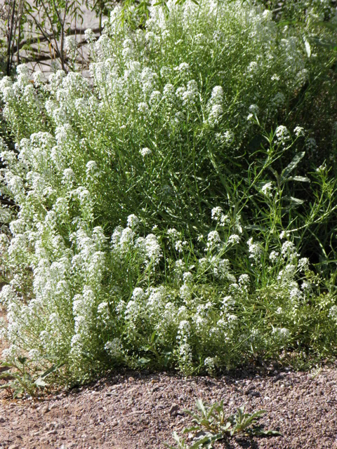 Lepidium alyssoides (Mesa pepperwort) #83178