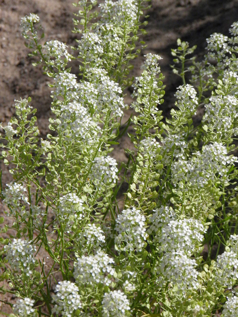 Lepidium alyssoides (Mesa pepperwort) #83179