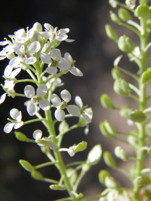 Lepidium alyssoides (Mesa pepperwort) #83180