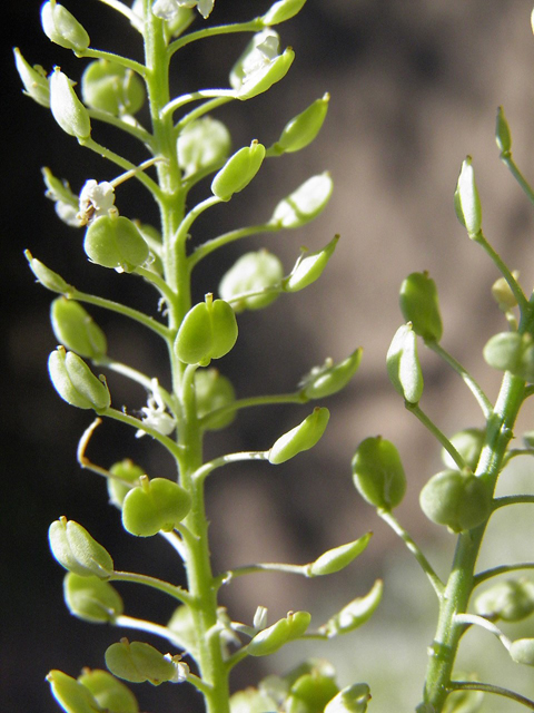 Lepidium alyssoides (Mesa pepperwort) #83181