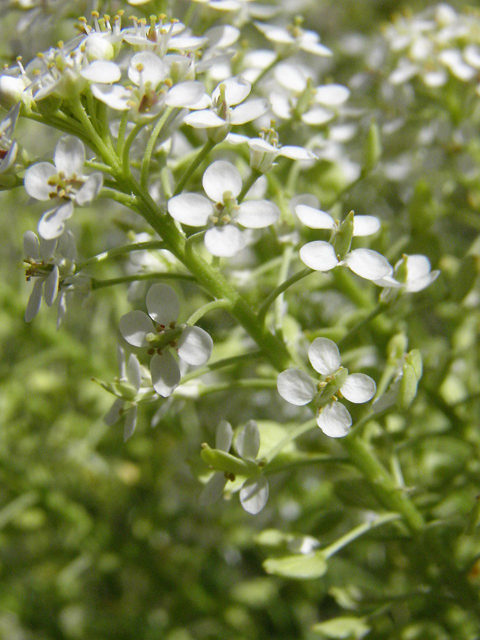 Lepidium alyssoides (Mesa pepperwort) #83183
